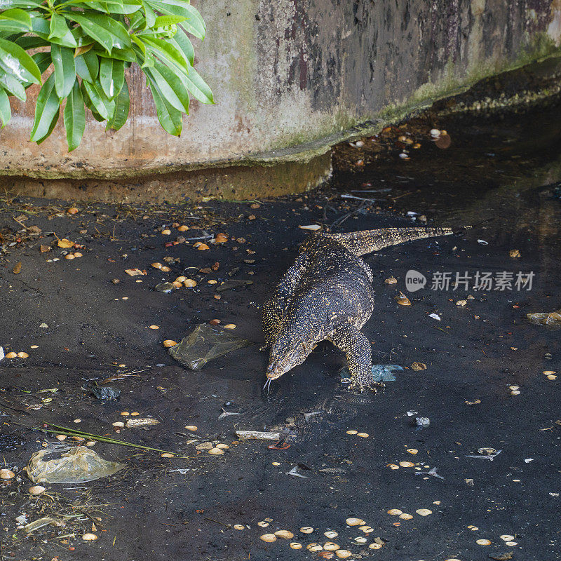 在斯里兰卡加勒的一个鱼市附近，巨大的亚洲水监测器Varanus Salvator正在喂养倾倒在河里的鱼的残骸。